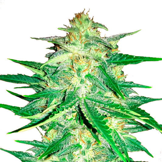 Lemon AK Auto 10 u. fem. FastBuds Seeds