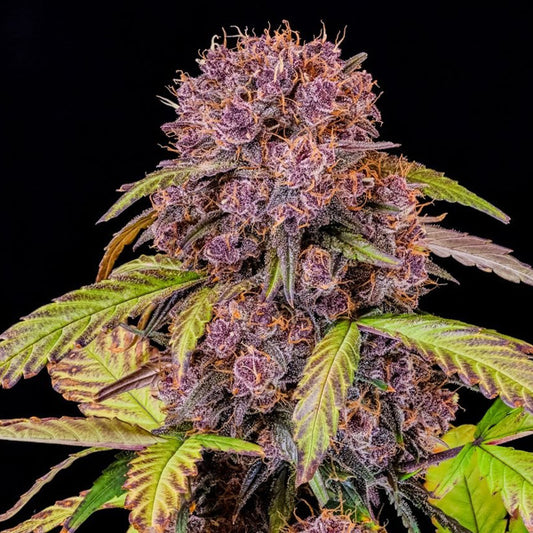 Lemon Cherry Cookies Auto 3 u. fem. FastBuds Seeds