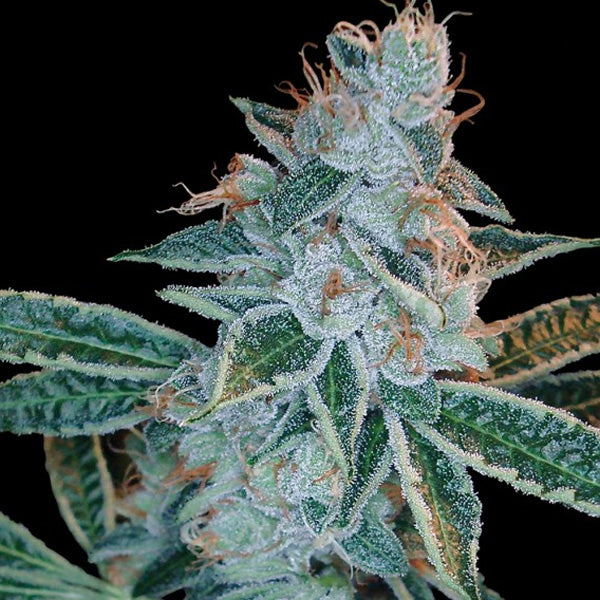 Lemon OG Kush 5 u. fem. DNA Genetics