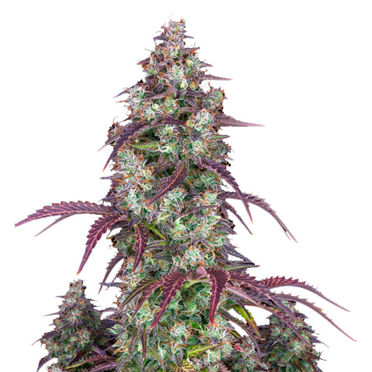 Lemon Pie Auto 3 u. fem. FastBuds Seeds