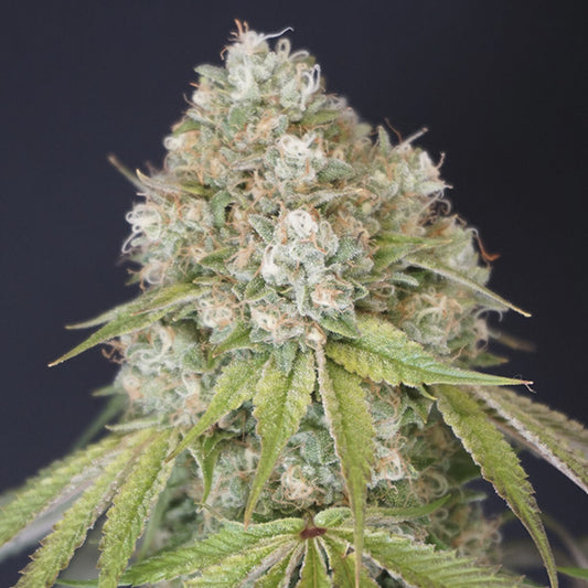MeloRado 6 u. fem Karma Genetics