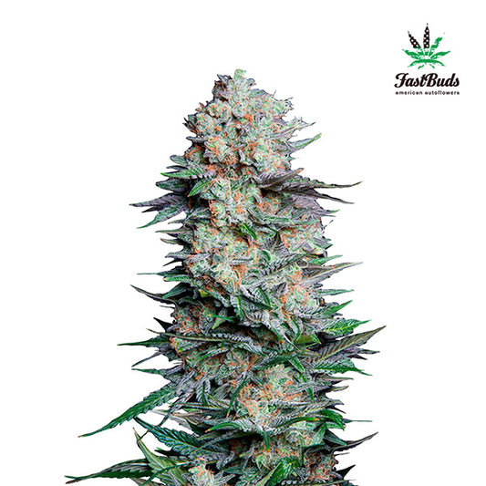 Mexican Airlines Auto 3 u. fem. FastBuds Seeds