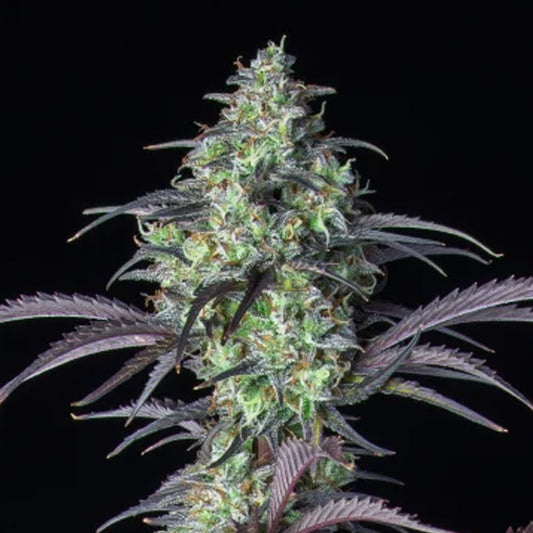 Mimosa Cake Auto 3 u. fem. FastBuds Seeds