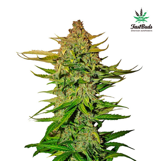Northern Express 3 u. fem. FastBuds Seeds (Agotada en Origen)