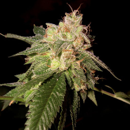 Og Kush 5 u. fem. DNA Genetics
