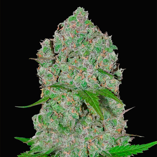 Orange Sherbet Auto 3 u. fem. FastBuds Seeds