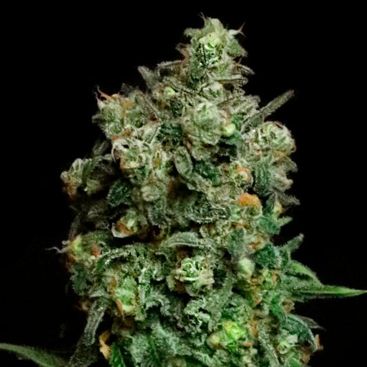 Oregon Apple Trail 6 ud. fem Elev8 Seeds