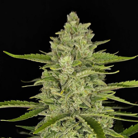 Papaya Cookies Auto 3 u. fem. FastBuds Seeds