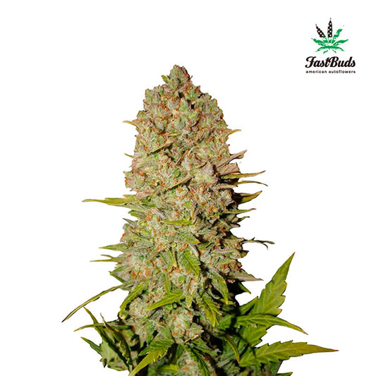Pineapple Express Auto 3 u. fem. FastBuds Seeds