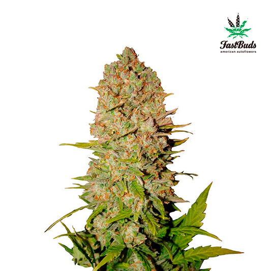 Pineapple Express Auto 5 u. fem. FastBuds Seeds