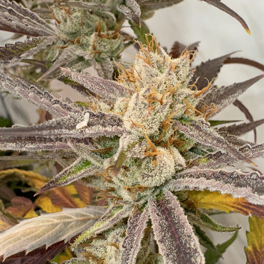 Pink Crumble 6 u. fem Karma Genetics