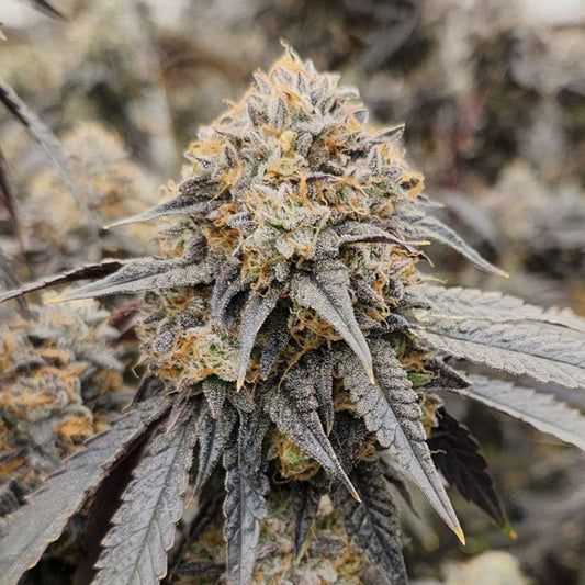 Pink Payton 6 u. fem Karma Genetics