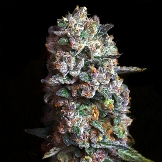 Pink Slurpee 3 ud. fem Elev8 Seeds