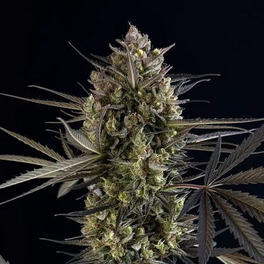 Pound Cake Auto 3 u. fem. FastBuds Seeds