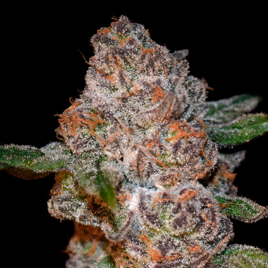 Punch Drunk Ape 3 ud. fem Elev8 Seeds