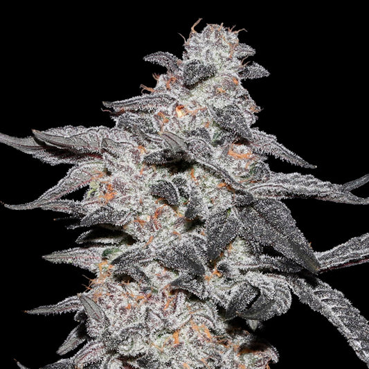 Purple Cherry Popper 6 ud. fem Elev8 Seeds