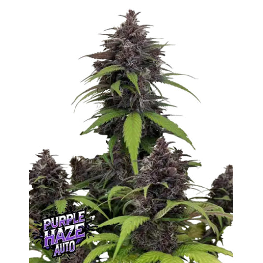 Purple Haze Auto 3 u. fem. FastBuds Seeds