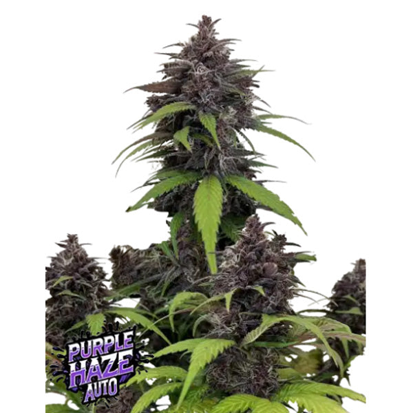 Purple Haze Auto 10 u. fem. FastBuds Seeds