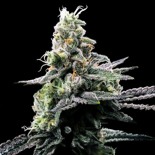 Purple Kosher 5 u. fem. DNA Genetics