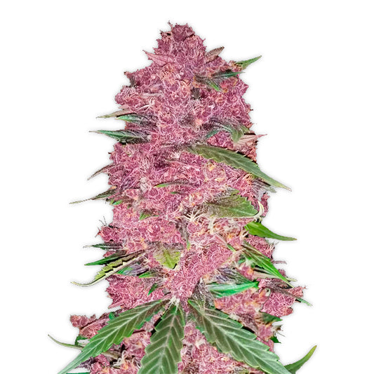 Purple Lemonade Auto 3 u. fem. FastBuds Seeds