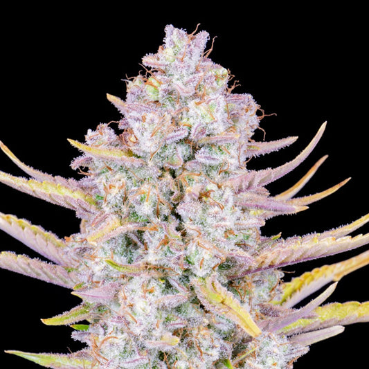 Purple Punch Auto 3 u. fem. FastBuds Seeds