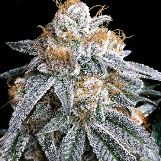 Purple Punch S1 - 6 ud. fem Elev8 Seeds