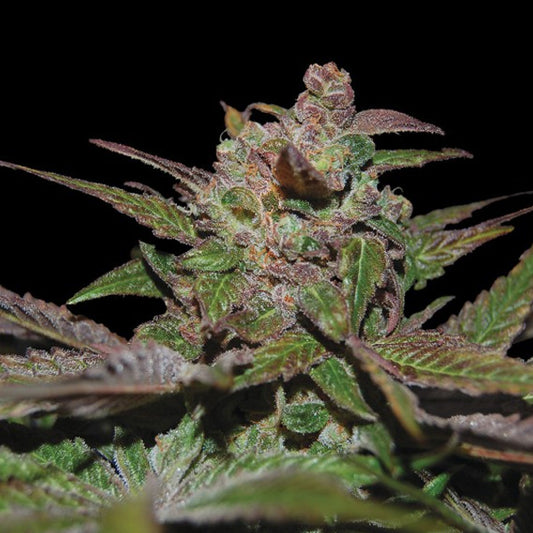Purple Wreck 5 u. fem. DNA Genetics
