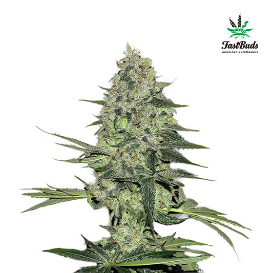 Rhino Ryder Auto 3 u. fem. FastBuds Seeds