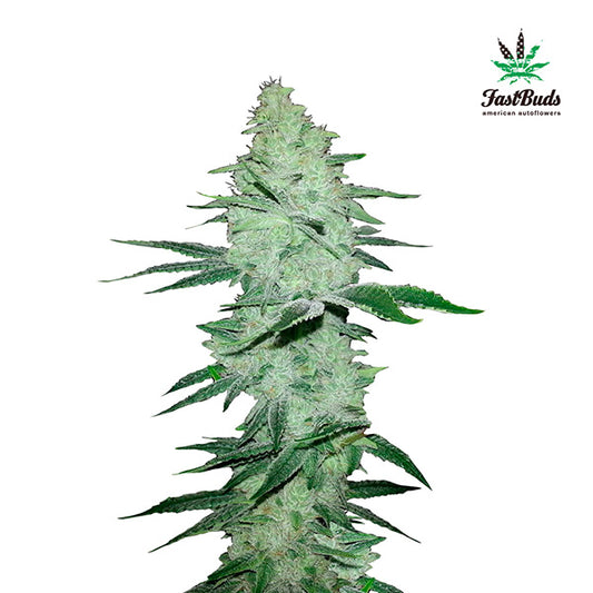 Six Shooter Auto 3 u. fem. FastBuds Seeds