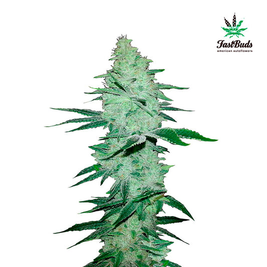 Six Shooter Auto 5 u. fem. FastBuds Seeds
