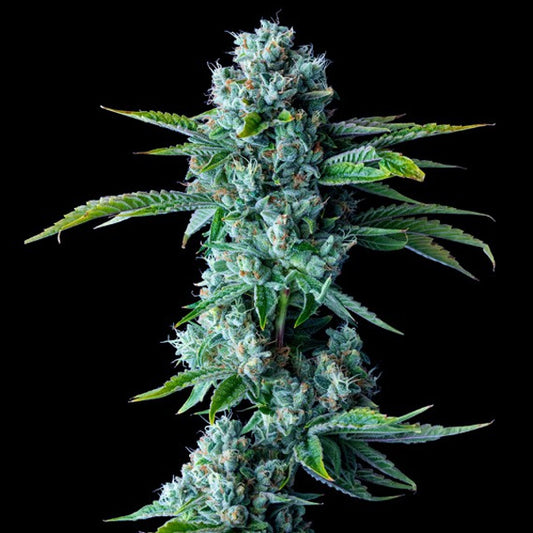 Skywalker Kush 5 u. fem. DNA Genetics