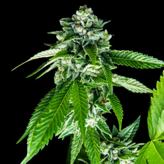 Sorbet Dreams 5 u. fem. DNA Genetics
