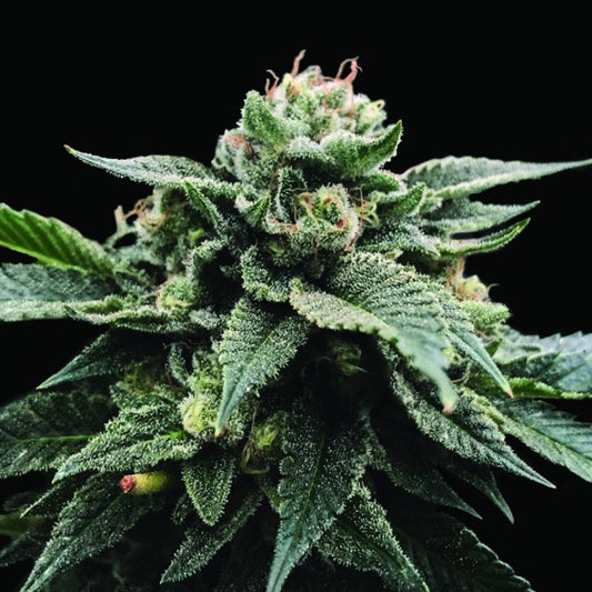 Sorbet Stash 5 u. fem. DNA Genetics