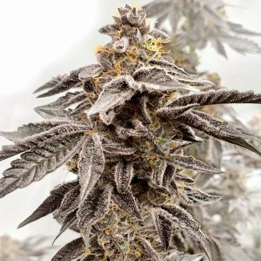Sour Apple Kiss 3 ud. fem Elev8 Seeds