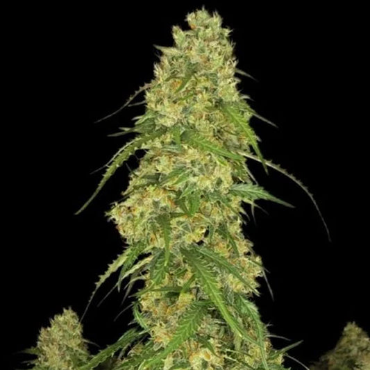 Sour Jealousy Auto 3 u. fem. FastBuds Seeds