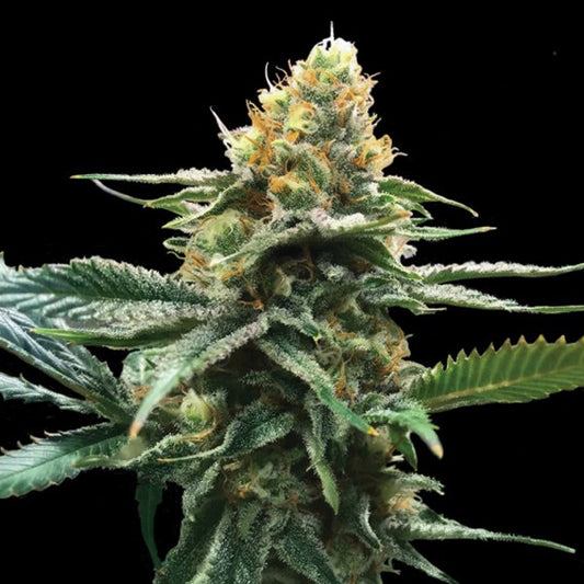 Sour Sorbet 5 u. fem. DNA Genetics