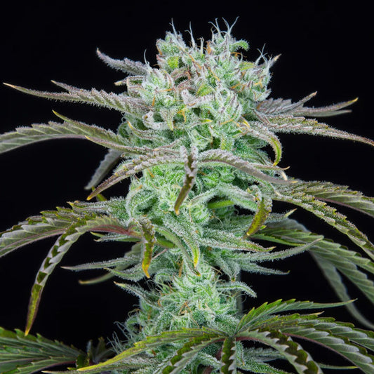 Strawberry Banana Auto 5 u. fem. FastBuds Seeds