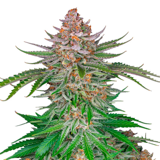 Strawberry Pie Auto 3 u. fem. FastBuds Seeds