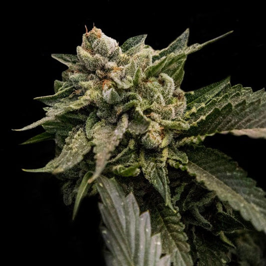 Strawberry Sorbet 5 u. fem. DNA Genetics