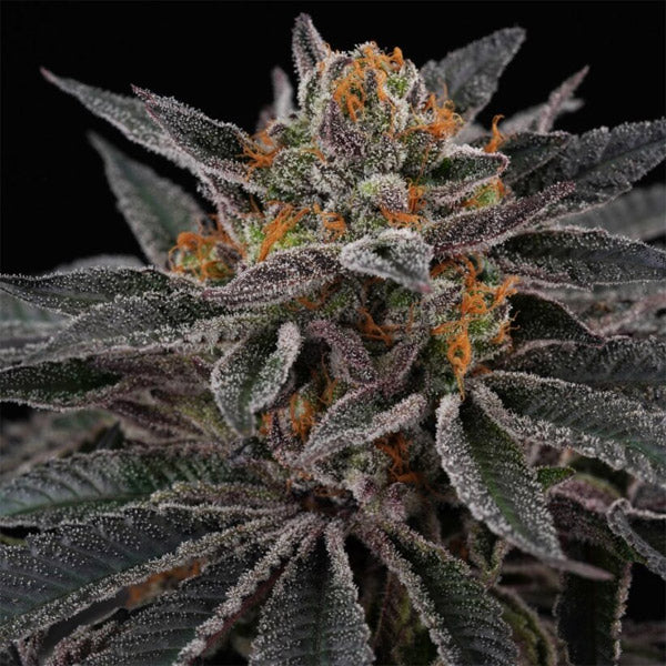 Sunset Cherries 6 u. fem Perfect Tree