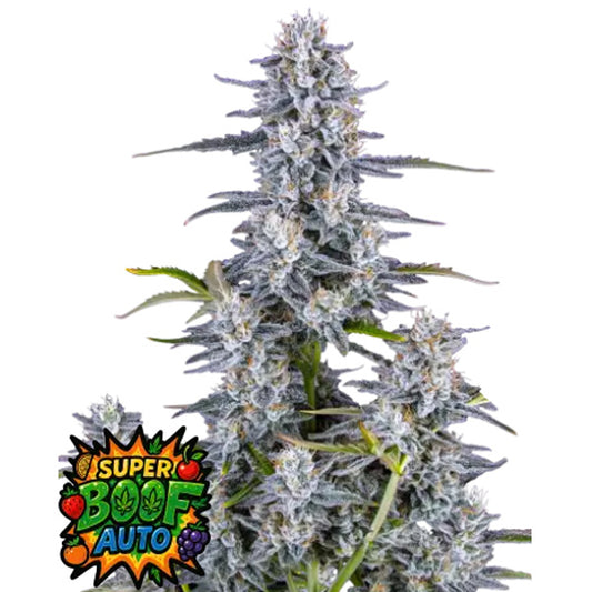 Super Boof Auto 3 u. fem. FastBuds Seeds