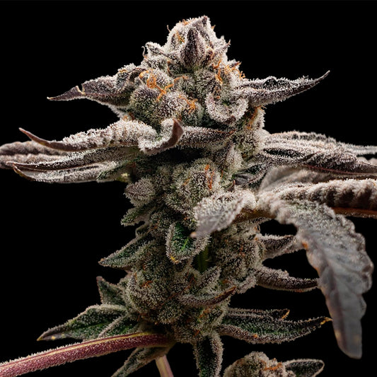 Tangie Candie 6 ud. fem Elev8 Seeds