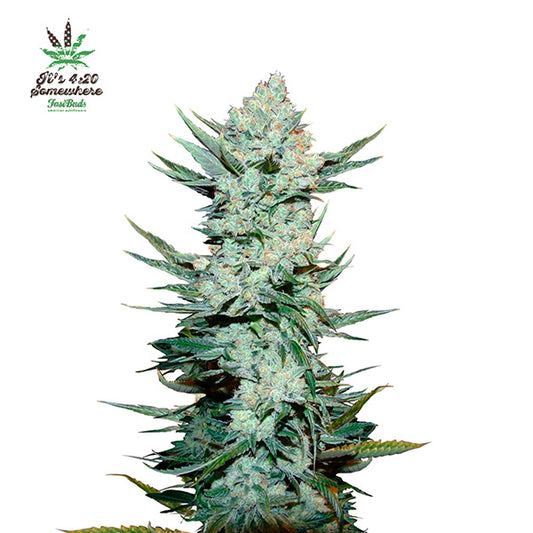 Tangie Matic Auto 3 u. fem. FastBuds Seeds