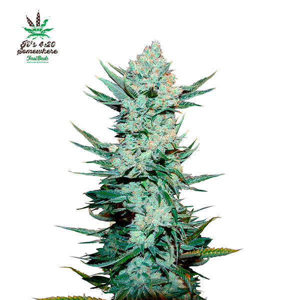 Tangie Matic Auto 5 u. fem. FastBuds Seeds