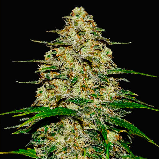 Wedding Cheesecake Auto 3 u. fem. FastBuds Seeds