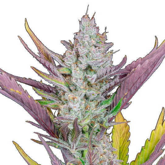Wedding Glue Auto 3 u. fem. FastBuds Seeds