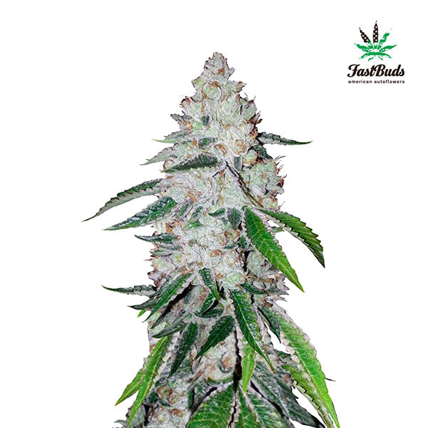 West Coast OG Auto 3 u. fem. FastBuds Seeds