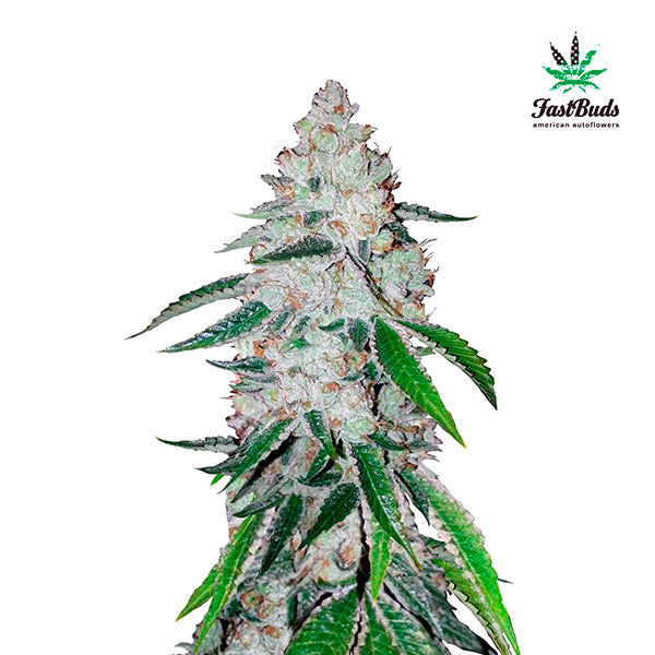 West Coast OG Auto 5 u. fem. FastBuds Seeds