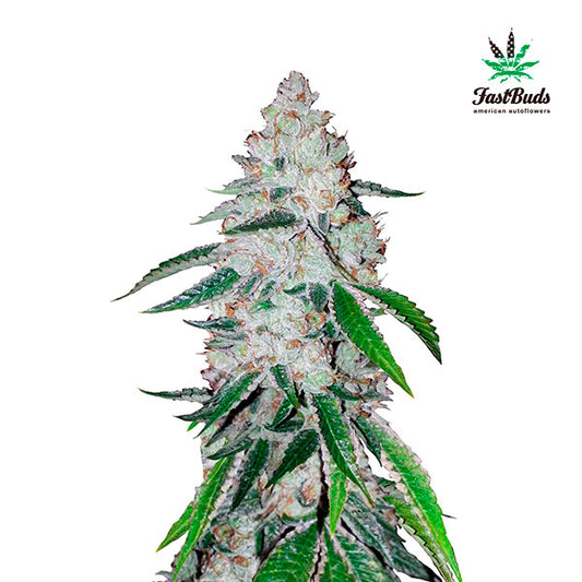 West Coast OG Auto 5 u. fem. FastBuds Seeds