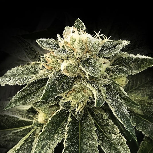 White Chocolope 5 u. fem. DNA Genetics